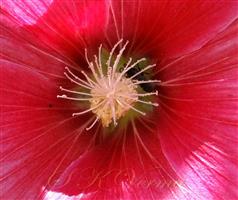  Pistil and Stamens